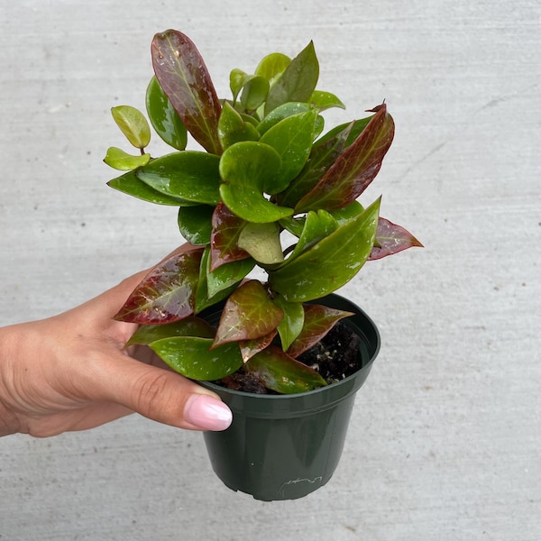 Beautiful Hoya sunrise in 4” Pot / FREE Shipping / Limited Time Offer / established Plant with New Growth / California Seller