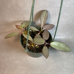 Hoya Silver Dollar - Etsy
