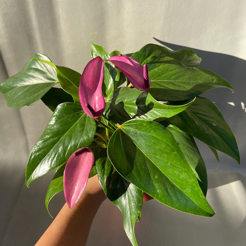 PlantyCrew Anthurium Andraeanum - Thumbnail 4