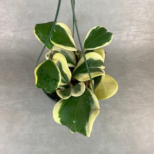 May include: A hanging plant with heart-shaped leaves. The leaves are variegated with green and white.