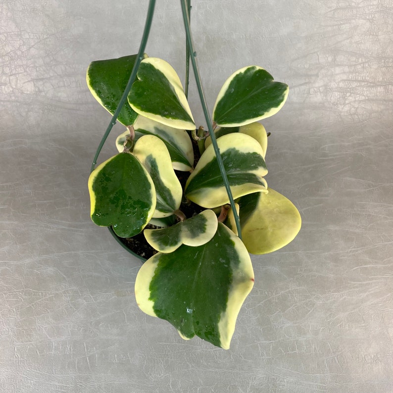 Reverse Variegated Hoya Kerrii