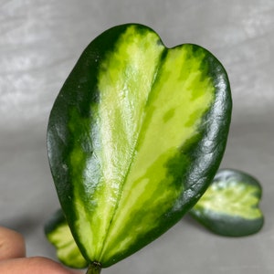 Cutting Inner Variegated Hoya Kerrii / One Node with 1-2 Leaf Cutting / FREE Priority Shipping / CA Seller / Air Purifying / Mind Relaxing