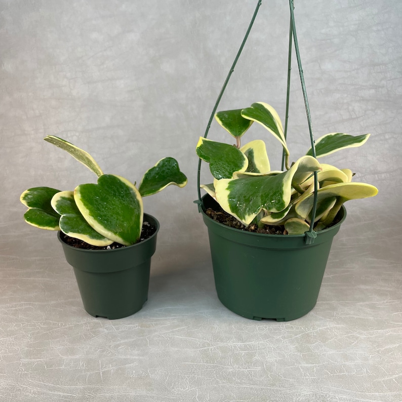 Reverse Variegated Hoya Kerrii - Thumbnail 3