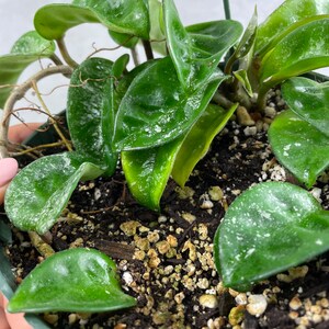 6 Super Splashy Hoya Krinkle 8 Rooted in Hanging Pot / FREE Ship / Exact Plant / CA Seller / Air Purifying / Mind Relaxing / 37450 image 10