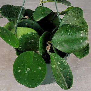 Hoya Obovata Splash / FREE SHIPPING / Available in Various Sizes / California Seller / Air Purifying / Mind Relaxing