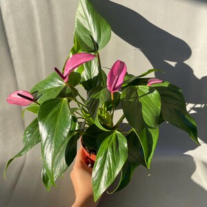 May include: A potted pink Anthurium plant with vibrant green leaves. The plant has several pink flowers with dark purple centers.