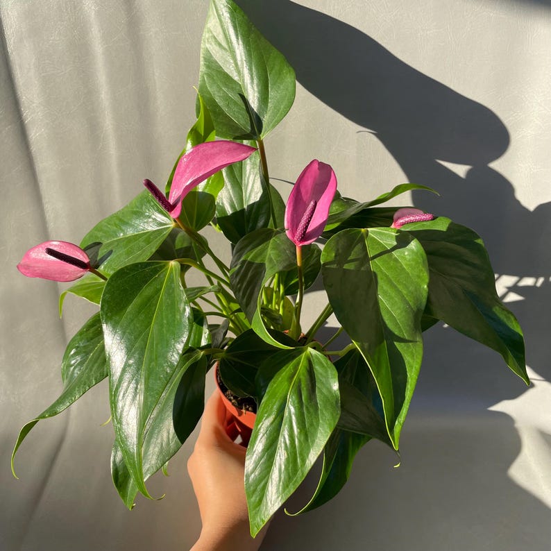 PlantyCrew Anthurium Andraeanum - Thumbnail 3