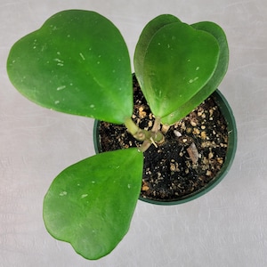 Hoya Kerrii AKA Sweetheart Hoya / FREE SHIPPING / Valentine Hoya / 4&quot; Pot & 6&quot; Pot / California Seller / Air Purifying / Mind Relaxing