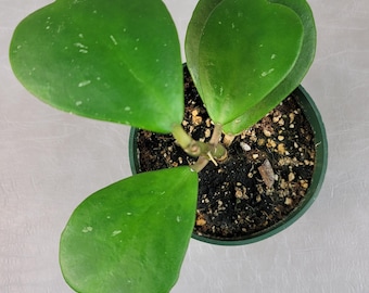 Hoya Kerrii AKA Sweetheart Hoya / FREE SHIPPING / Valentine Hoya / 4" Pot & 6" Pot / California Seller / Air Purifying / Mind Relaxing
