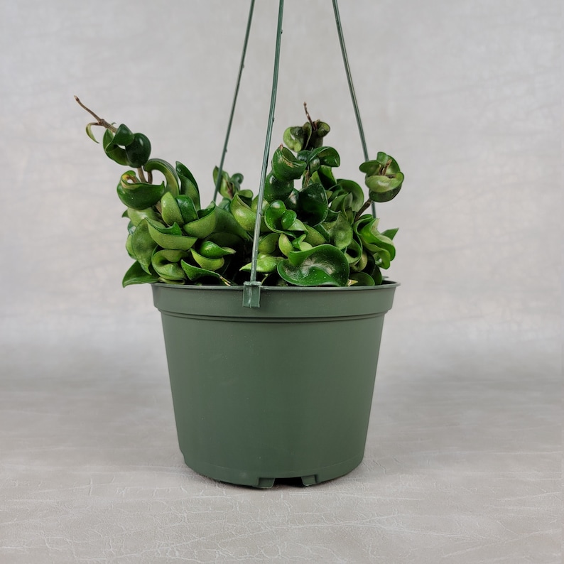 May include: A green hanging basket with a Hoya carnosa 'Compacta' plant, also known as a Hindu rope plant. The plant has tightly curled, green leaves. The pot is a dark green color and is suspended by green wire.