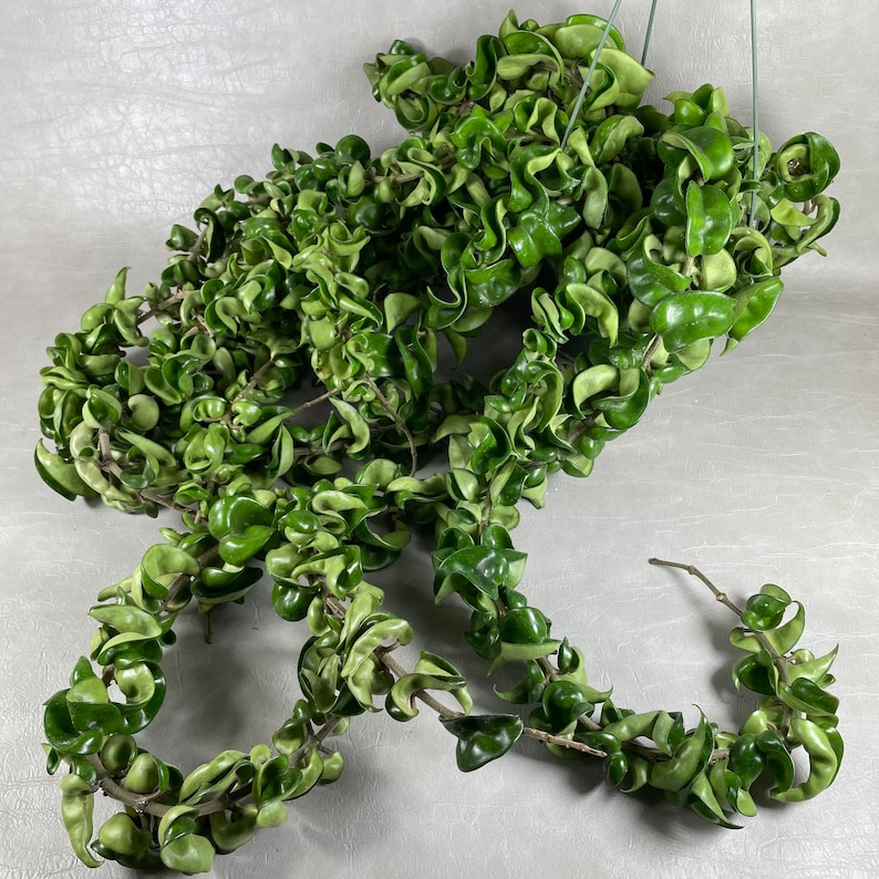 May include: A hanging Hoya carnosa 'Compacta' plant, also known as a Hindu rope plant, with tightly curled, green leaves. The plant is suspended by a green wire hanger against a neutral background. The leaves have a glossy appearance.
