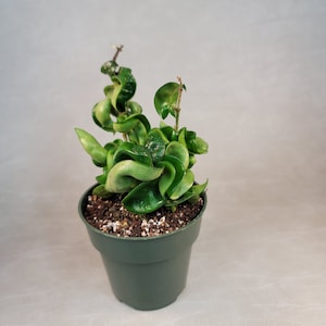 May include: A potted Hoya carnosa 'Compacta' plant, also known as a Hindu Rope plant, with tightly curled, green leaves. The plant is in a dark green plastic pot filled with soil. The background is a light gray.