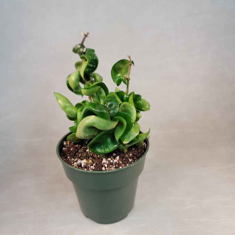 May include: A potted Hoya carnosa 'Compacta' plant, also known as a Hindu Rope plant, with tightly curled, green leaves. The plant is in a dark green plastic pot filled with soil. The background is a light gray.