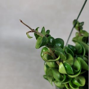 Hoya Hindu Rope / FREE SHIPPING / Hoya Carnosa Compacta / 2 Pot, 4 Pot & 6 Hanging Pot / CA Seller / Air Purifying / Mind Relaxing image 6