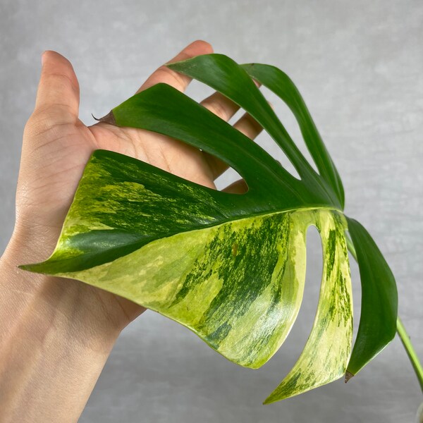 Monstera Aurea / Holidays Special / California Seller / USPS Express Shipping (1-2 days) Included / 1222115