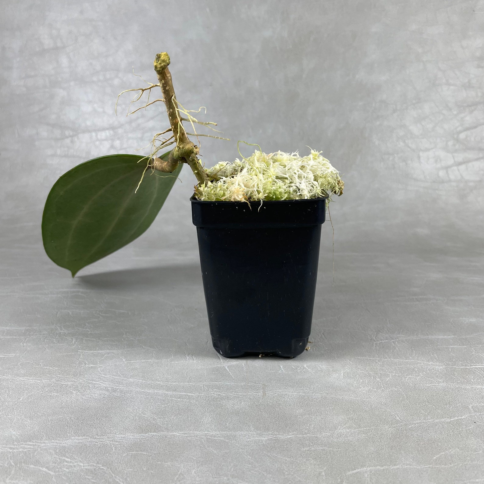 Very Big Hoya Latifolia dinner Plate Hoya Fully Rooted / Etsy