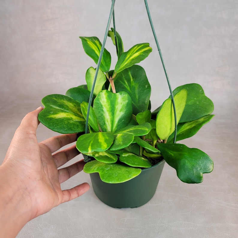 Reverse Variegated Hoya Kerrii - Thumbnail 2