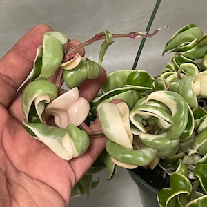 May include: Close-up of a Hoya carnosa 'Compacta' plant, also known as a Hindu rope plant. The plant features tightly curled, waxy leaves in shades of green and cream. The leaves are arranged in a spiral pattern, creating a unique texture. The plant is in a black pot.