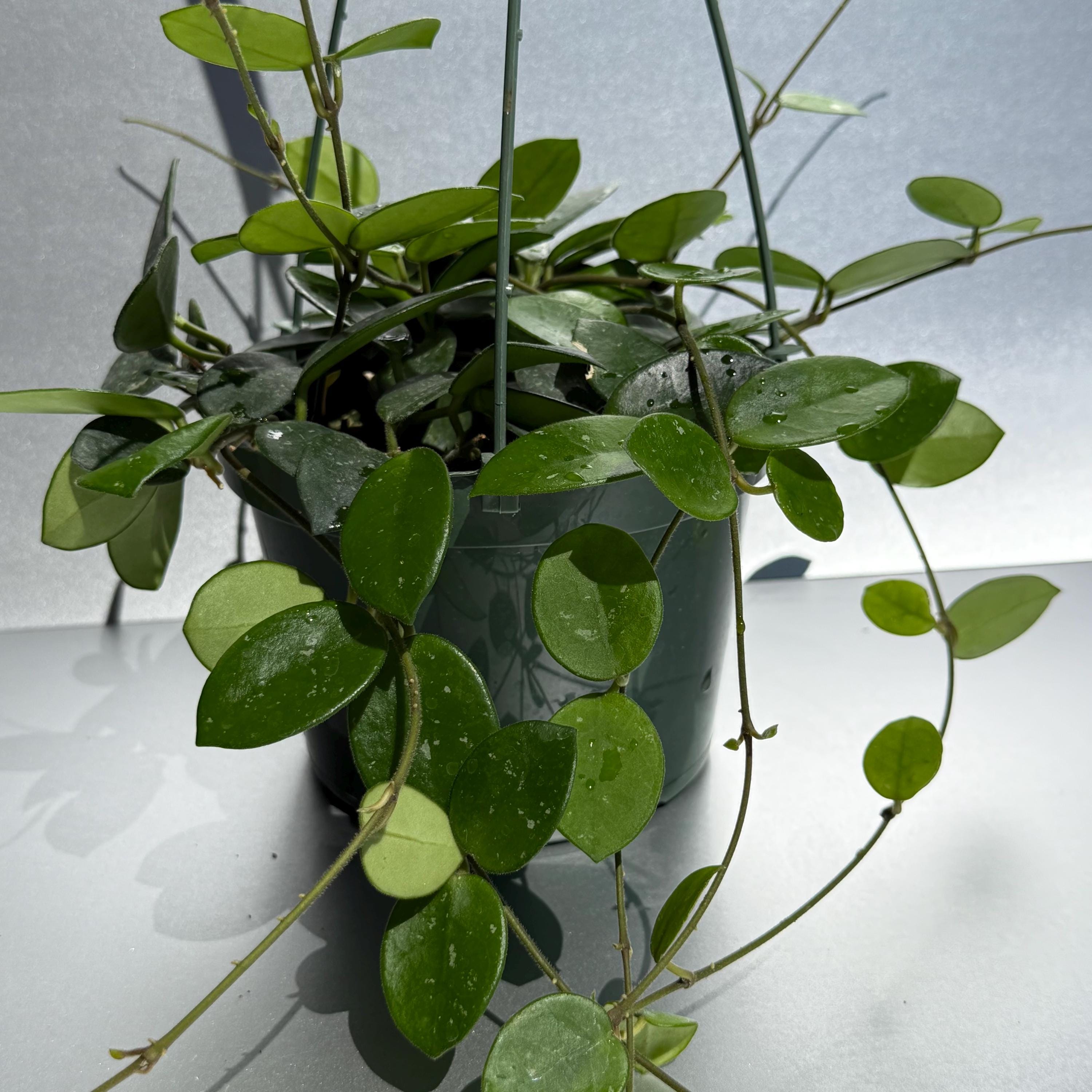 Hoya Mathilde Rooted in 6” Pot / FREE SHIPPING Included / California ...
