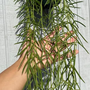 May include: A trailing Hoya linearis plant featuring numerous long, slender, needle-like green leaves that grow in clusters along thin, flexible stems. The foliage hangs downward in a dense, cascading arrangement, displaying a vibrant green color.