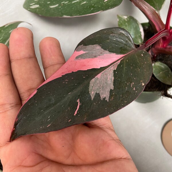 Monstera Pink Princess Etsy