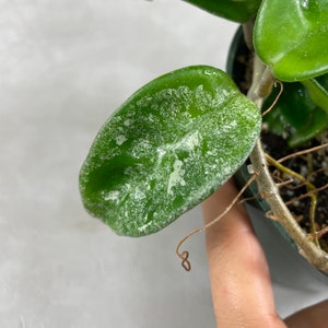 6 Super Splashy Hoya Krinkle 8 Rooted in Hanging Pot / FREE Ship / Exact Plant / CA Seller / Air Purifying / Mind Relaxing / 37450 image 7