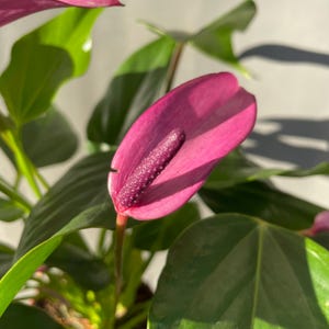 May include: A pink anthurium plant with a deep purple spadix. The plant has large, green leaves.