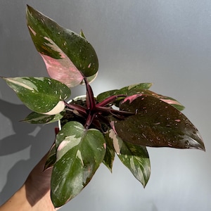 May include: A top-down view of a Pink Princess Philodendron plant in a white pot. The plant features large, heart-shaped leaves with a mix of dark green, pink, and white variegation. The stems are a deep burgundy color.