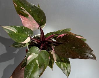 rare philodendron for sale Philodendron Florida Beauty Variegated | Philo Florida Beauty in 4.5” Pot | Rare Indoor Plants for Delivery | Houseplant for sale main image 0