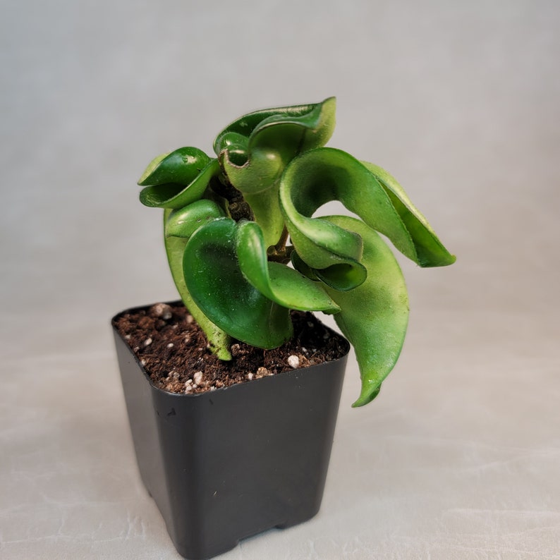 May include: A Hoya plant with vibrant green, curled leaves. The plant is potted in a small, square black pot filled with soil. The leaves have a unique, textured appearance, and the plant is set against a neutral gray background.