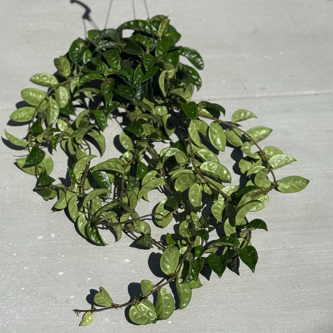 Hoya Carnosa Krinkle 8 / FREE SHIPPING / 2