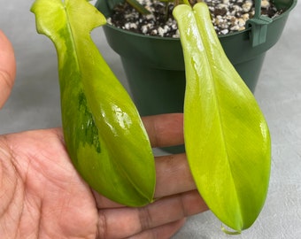 Philodendron Florida Beauty / This Exact Plant for Sale / CA Seller / Fully Rooted / Free Shipping / Not from TC / CLEARANCE Sale / 41510