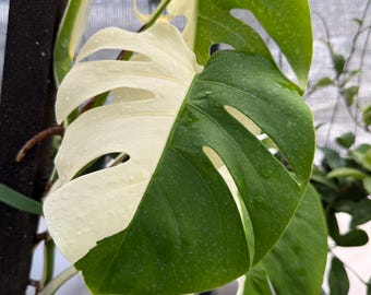 Variegated Albo Monstera Cuttings / No Leaf No Root Cuttings / FREE Shipping / CA Seller