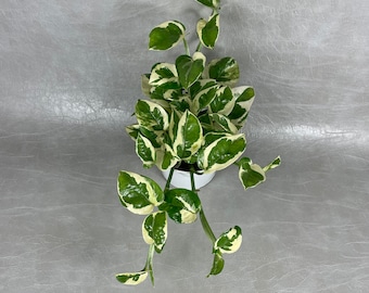 Pothos NJoy in 4” Pot / Ships FREE from CA / Live Plant Gift / Air Purifying / Mind Relaxing