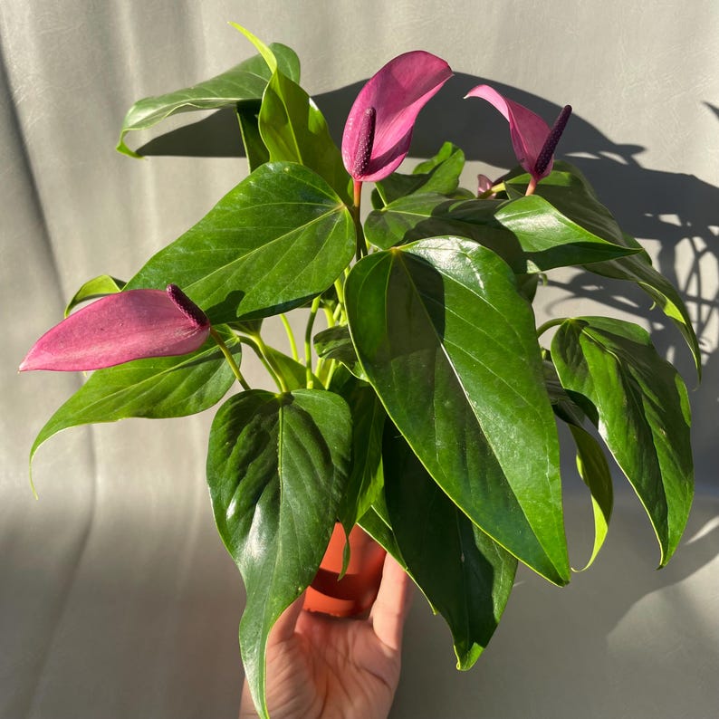 May include: A potted pink Anthurium plant with three flowers and multiple green leaves.