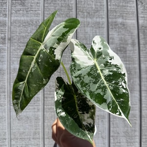May include: Close-up of Alocasia plant leaves with a striking pattern of green and white variegation. The leaves are large, heart-shaped, and display a mix of dark green and creamy white patches. The plant is held against a light gray wooden background.