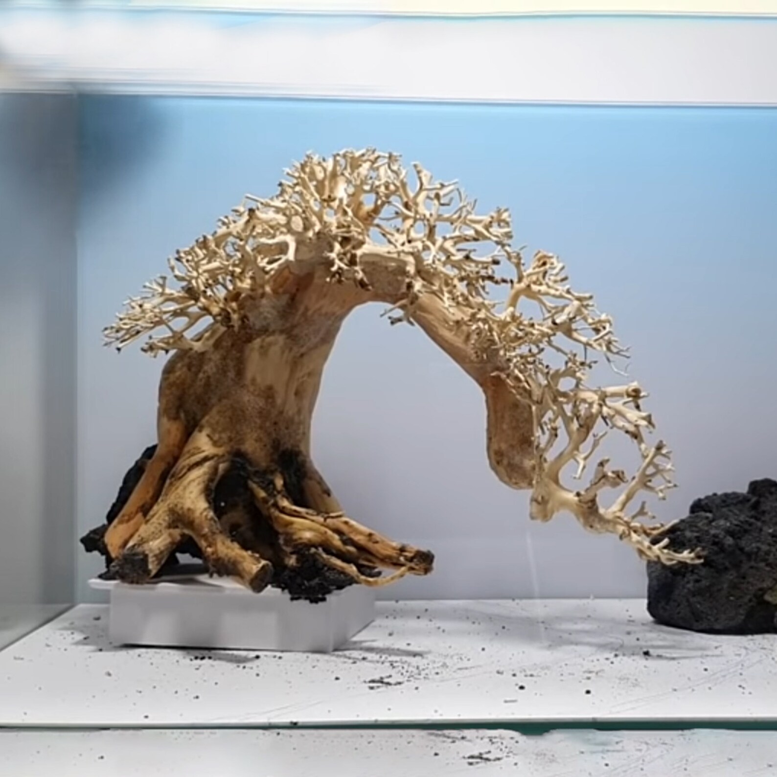 Aquarium Driftwood Bonsai Tree Bonsai Driftwood for Aquarium Etsy