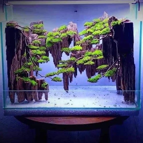 Aquarium Driftwood Bonsai Tree Aquascape Hardscape Drift Wood Etsy