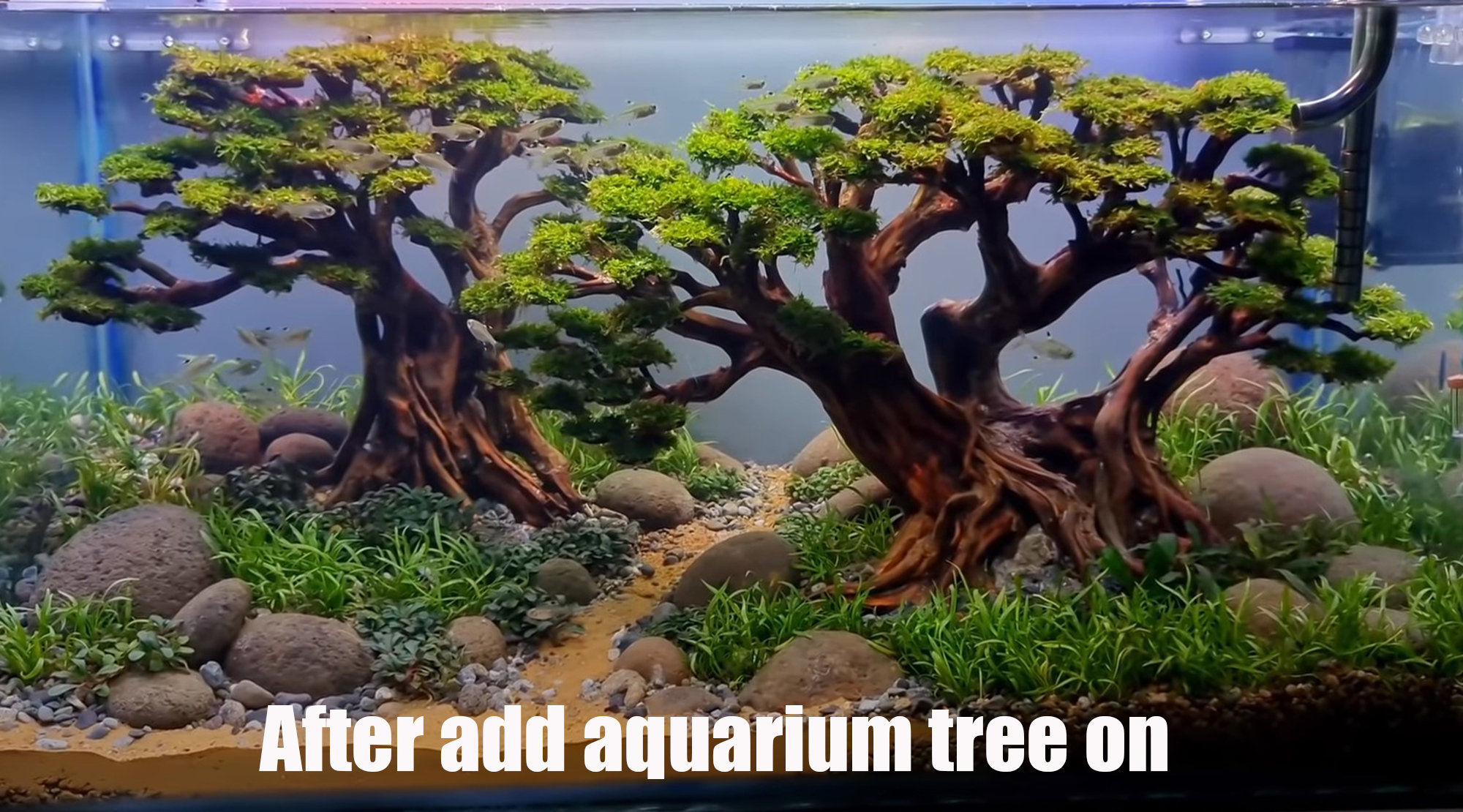 Aquarium bonsai driftwood bonsai driftwood for aquarium Etsy