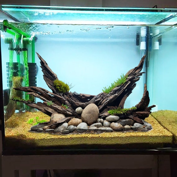 Minimalist Aquarium Aquascape fish tank