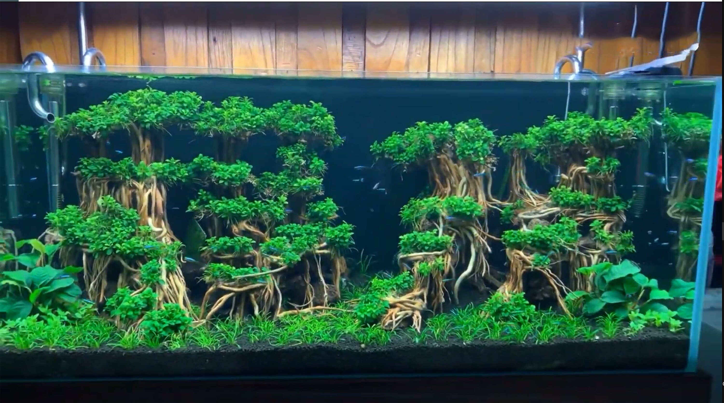 Drift Wood Aquarium Aquascape Aquarium Driftwood Aquarium Etsy Canada