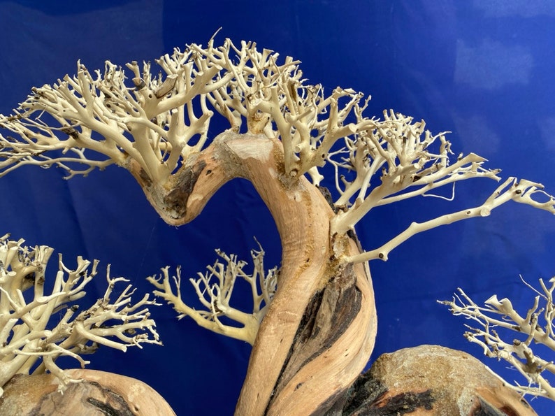 Aquarium Driftwood Extra Large Driftwood Aquarium Bonsai Etsy