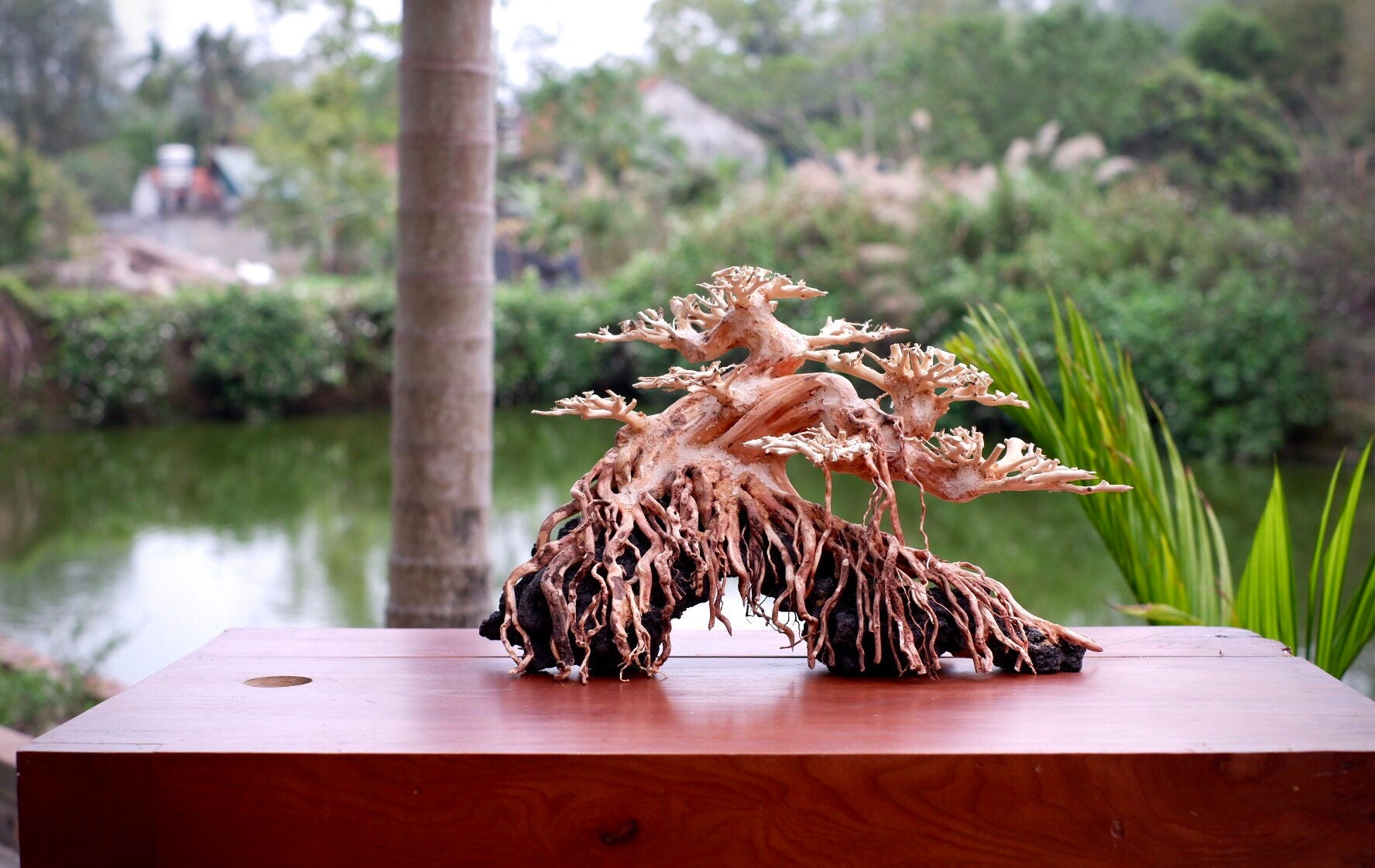 Aquarium Driftwood Bonsai Aquascaping Real Driftwood Fish Tank Etsy