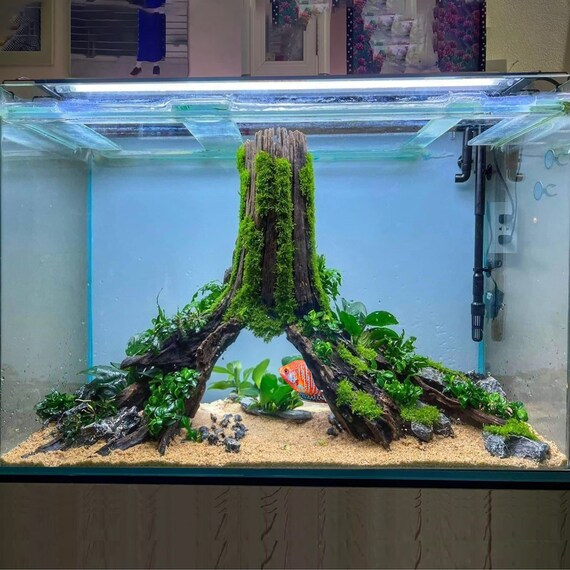 Déco Aquarium