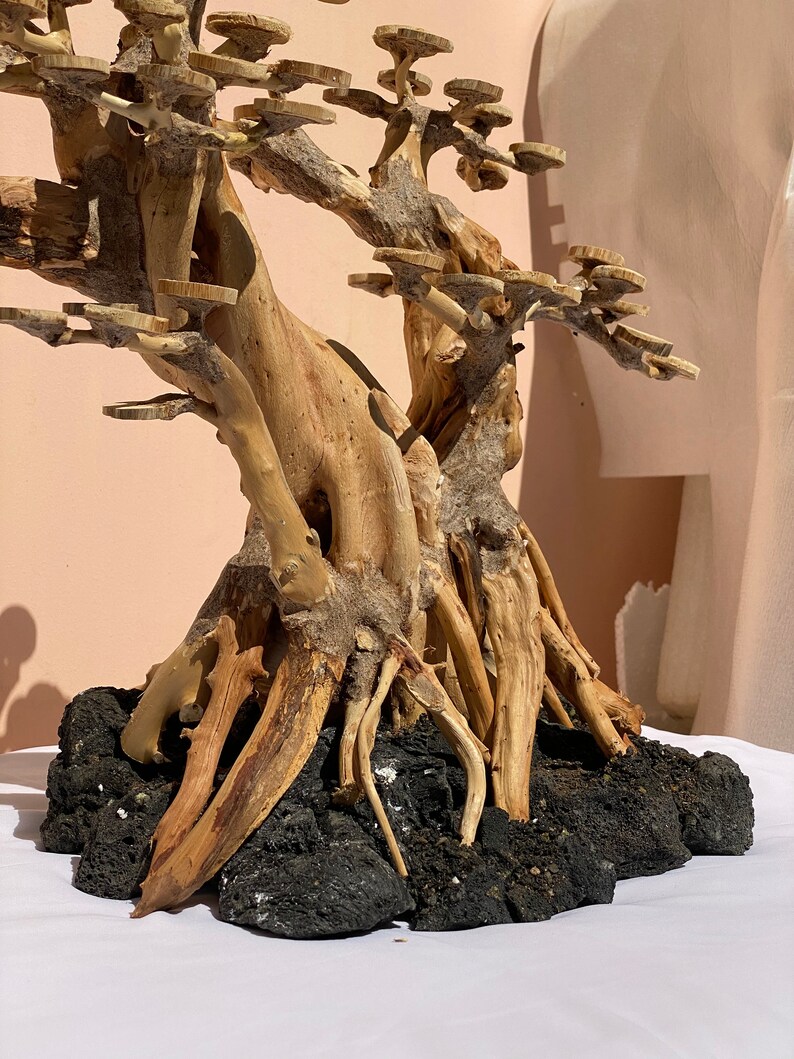 Aquarium Bonsai Driftwood Bonsai Driftwood for Aquarium Etsy