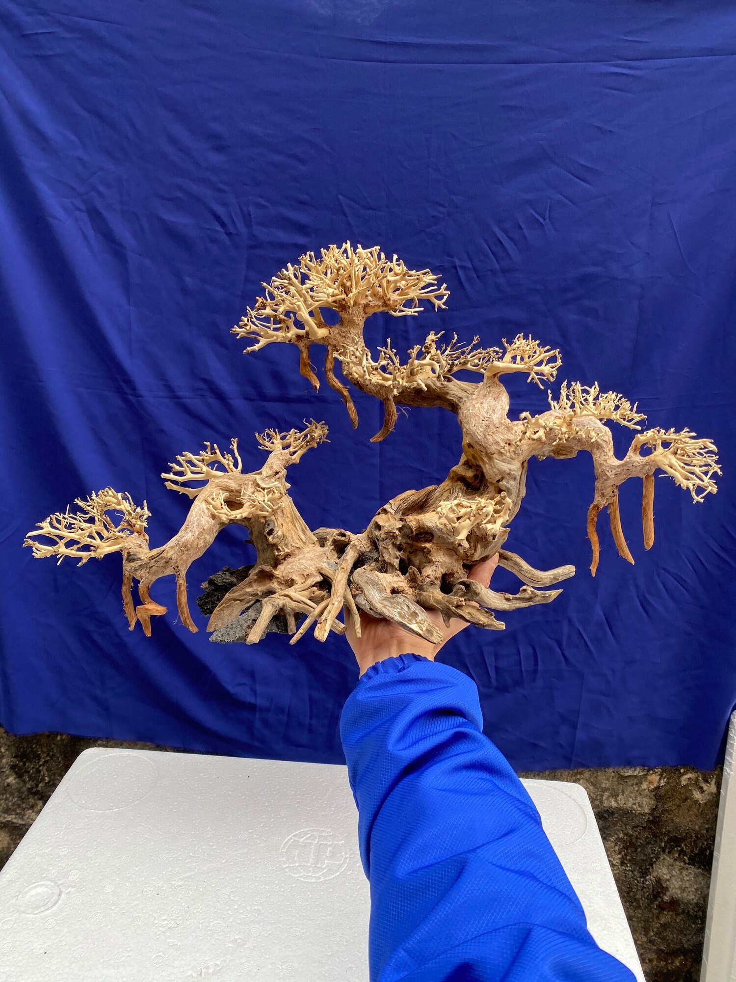 Aquarium driftwood tree Bonsai driftwood large aquarium Etsy