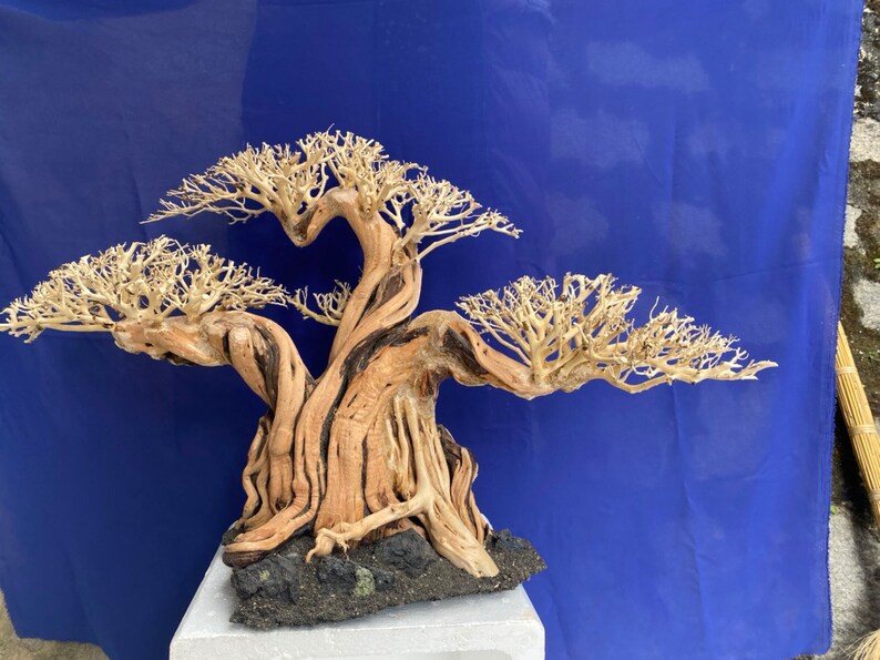 Aquarium Driftwood Extra Large Driftwood Aquarium Bonsai Etsy