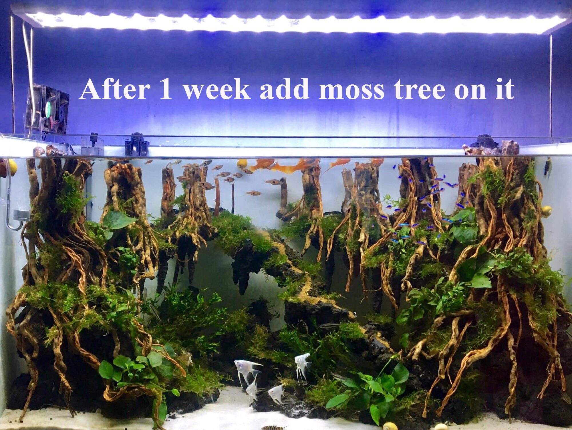 Aquascape wood Aquarium driftwood driftwood aquarium plants Etsy