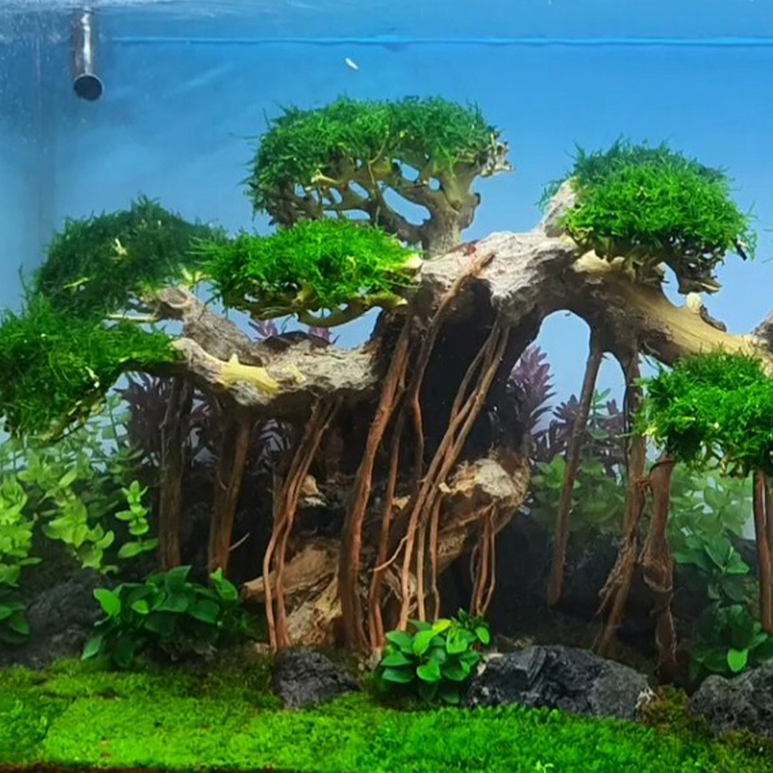 Bonsai Driftwood for Aquarium Aquarium Driftwood Tree Etsy