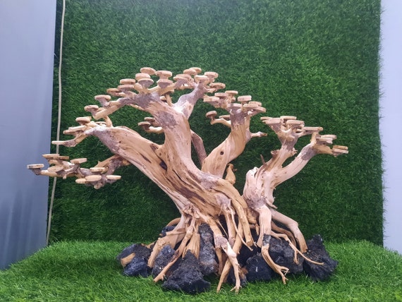 Legni da acquario bonsai, legni da acquario bonsai per acquario, legni da  acquario extra large, legni da acquario spedizione gratuita -  Italia